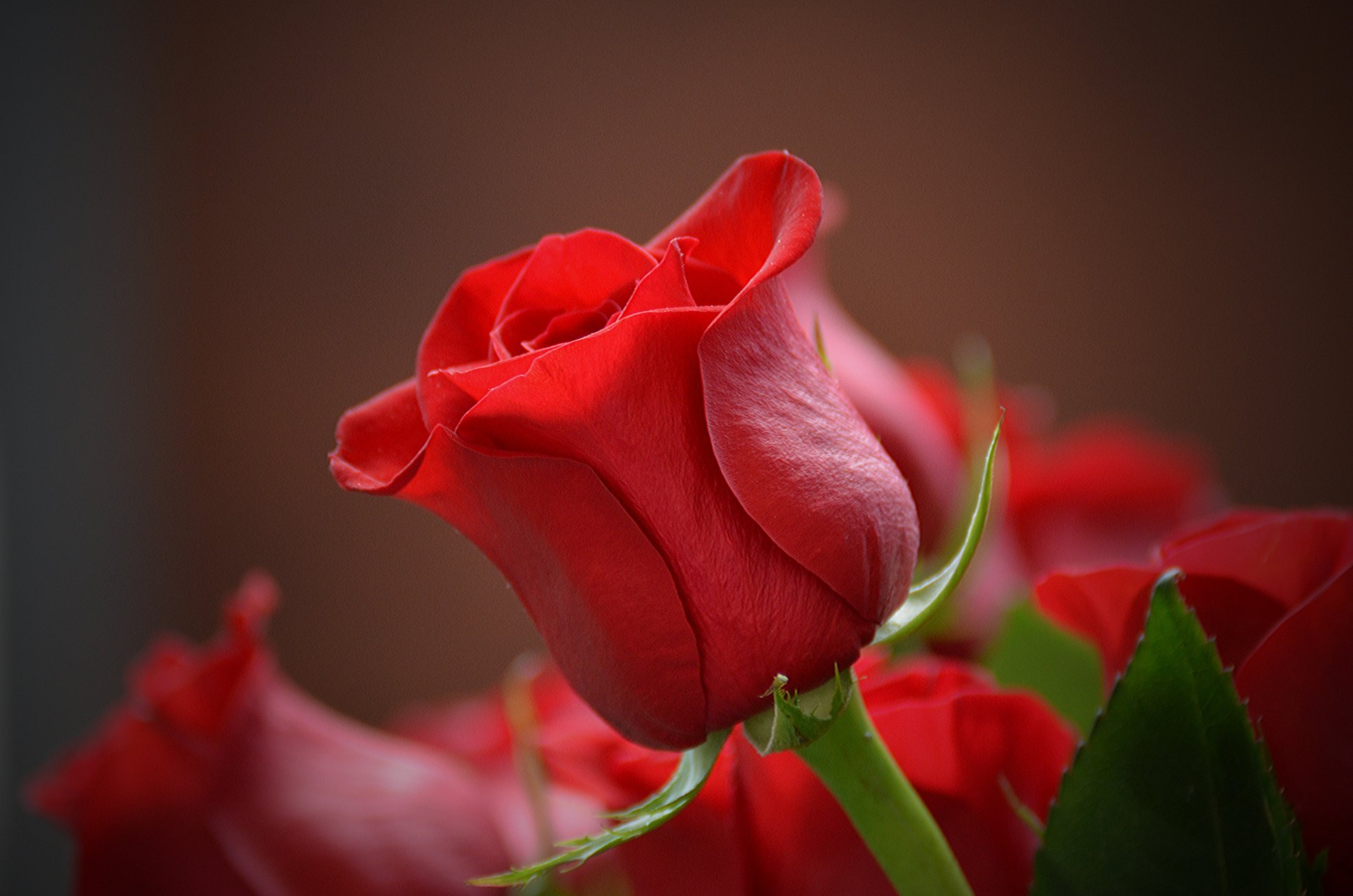 Red Rose Flower